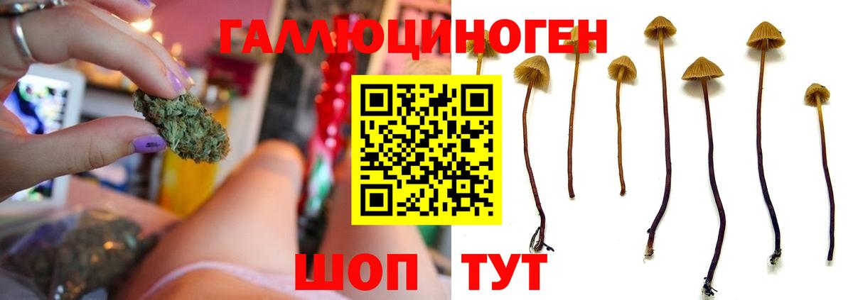 Псилоцибиновые грибы Psilocybe Алатырь